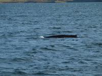 Walsafari bei Akureyri