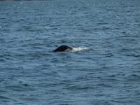 Walsafari bei Akureyri