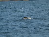 Walsafari bei Akureyri