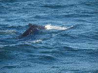 Walsafari bei Akureyri