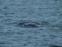 Walsafari bei Akureyri