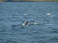 Walsafari bei Akureyri