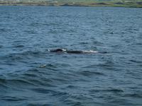 Walsafari bei Akureyri