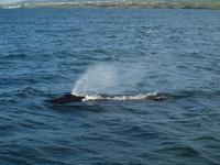 Walsafari bei Akureyri