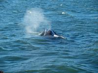 Walsafari bei Akureyri