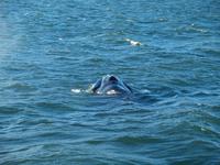 Walsafari bei Akureyri