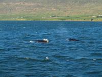 Walsafari bei Akureyri