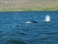 Walsafari bei Akureyri