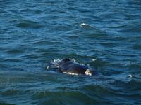 Walsafari bei Akureyri