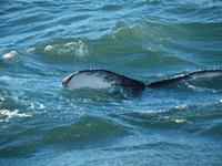 Walsafari bei Akureyri