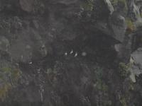  Landspitze Dyrholaey - Papageientaucher