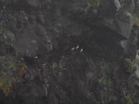  Landspitze Dyrholaey - Papageientaucher