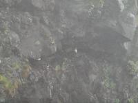  Landspitze Dyrholaey - Papageientaucher