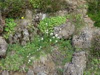 0068 Island -  Ausflug Goldener Kreis - Pingvellir Nationalpark