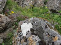 0085 Island -  Ausflug Goldener Kreis - Pingvellir Nationalpark