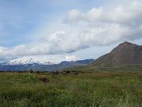 0179 Island -  Halbinsel Snaefellsnes -  Blick zum Snaefellsjökull