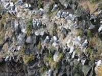 0197 Island -  Halbinsel Snaefellsnes - Arnastapi - Wanderung an der Steilküste - Möwen