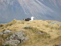 0198 Island -  Halbinsel Snaefellsnes - Arnastapi - Wanderung an der Steilküste - Möwe