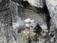 0207 Island -  Halbinsel Snaefellsnes - Arnastapi - Wanderung an der Steilküste - Möwen