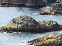 0212 Island -  Halbinsel Snaefellsnes - Arnastapi - Wanderung an der Steilküste - Basaltformationen