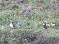 1001 Island - Vik - Papageientaucher