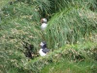 1016 Island - Südküste - Papageientaucher