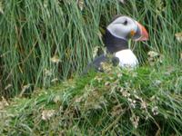 1017 Island - Südküste - Papageientaucher