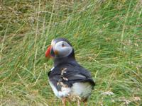 1018 Island - Südküste - Papageientaucher