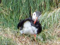 1019 Island - Südküste - Papageientaucher