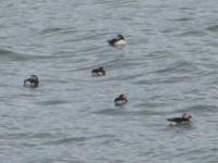 1020 Island - Südküste - Papageientaucher