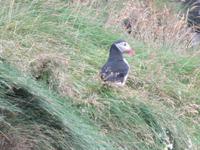 1021 Island - Südküste - Papageientaucher