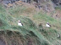 1023 Island - Südküste - Papageientaucher