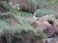 1024 Island - Südküste - Papageientaucher