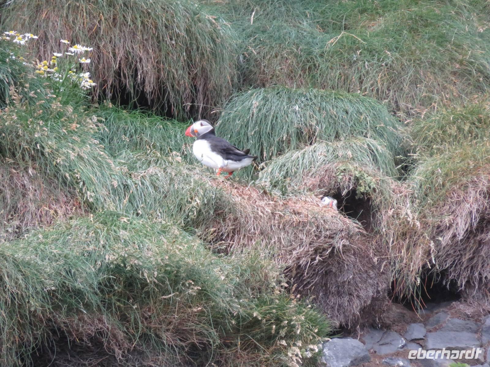 1026 Island - Südküste - Papageientaucher
