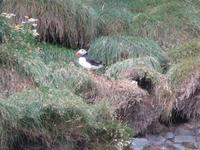 1026 Island - Südküste - Papageientaucher