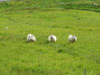 1035 Island - Südküste - die isländischen Schafe