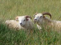 1037 Island - Südküste - die isländischen Schafe