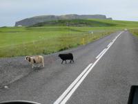 1038 Island - Südküste - die isländischen Schafe