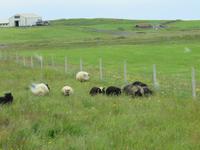 1040 Island - Südküste - die isländischen Schafe