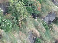 1045 Island - Südküste - Küste Dyrholaey - Papageientaucher