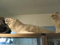 1060 Island - Südküste - Stopp in Skogar - Besuch im Museum