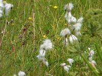 1094 Island - Südküste - Stopp am Seljallandwasserfall - Wollgras