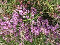 239 Island -  Halbinsel Snaefellsnes - Wanderung am Strand bei Dritvik Djupalonssandur