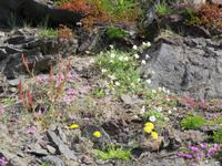265 Island -  Halbinsel Snaefellsnes - Wanderung am Strand bei Dritvik Djupalonssandur