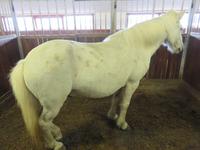 338 Island - Fahrt nach Akureyri - Besuch auf dem Pferdehof