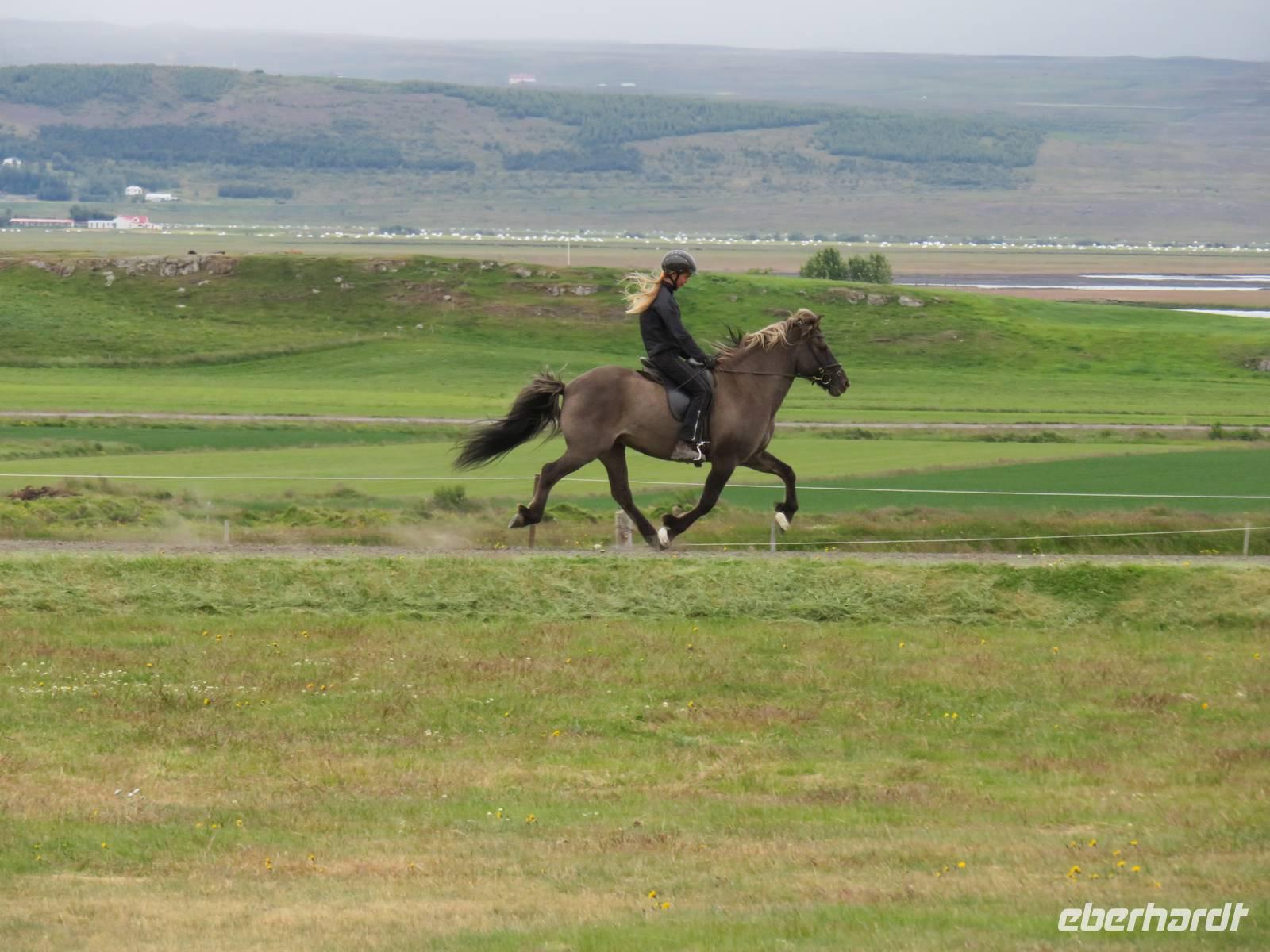 343 Island - Fahrt nach Akureyri - Besuch auf dem Pferdehof - Vorführung