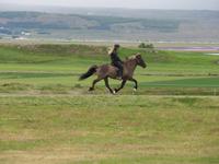 343 Island - Fahrt nach Akureyri - Besuch auf dem Pferdehof - Vorführung