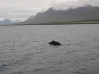 368 Island -  Akureyri - Walsafari