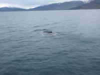 380 Island -  Akureyri - Walsafari