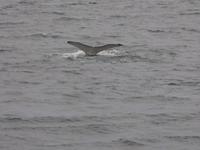 380.1 Island -  Akureyri - Walsafari